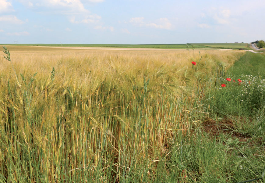 Loi de finances 2021 : des crédits d’impôt, notamment pour l’agriculture