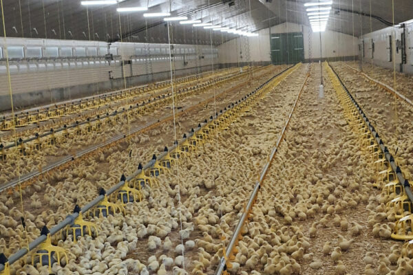 L’élevage de poulet de chair amené à se développer