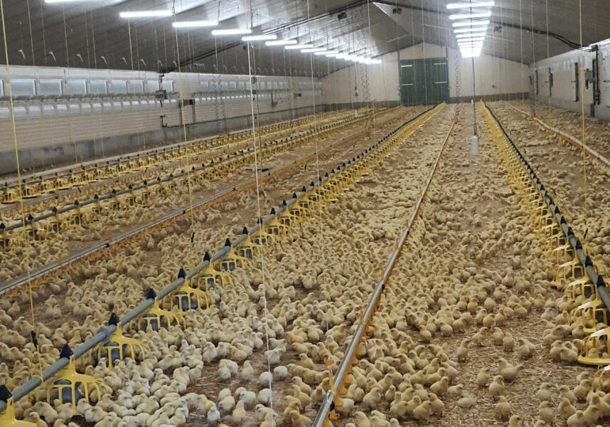 L’élevage de poulet de chair amené à se développer