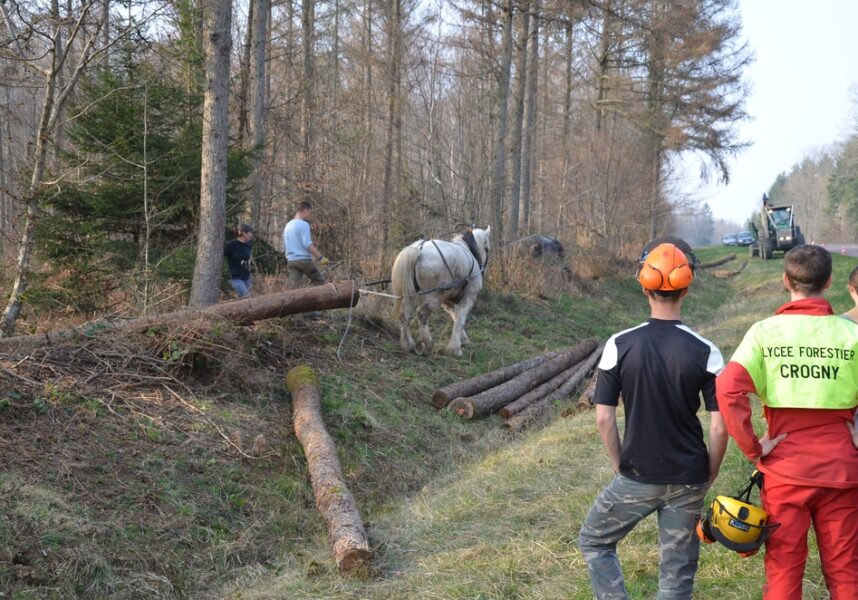 Forêt : la branche qui recrute Forêt : la branche qui recrute
