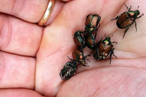Identifier au plus tôt l’arrivée du scarabée japonais