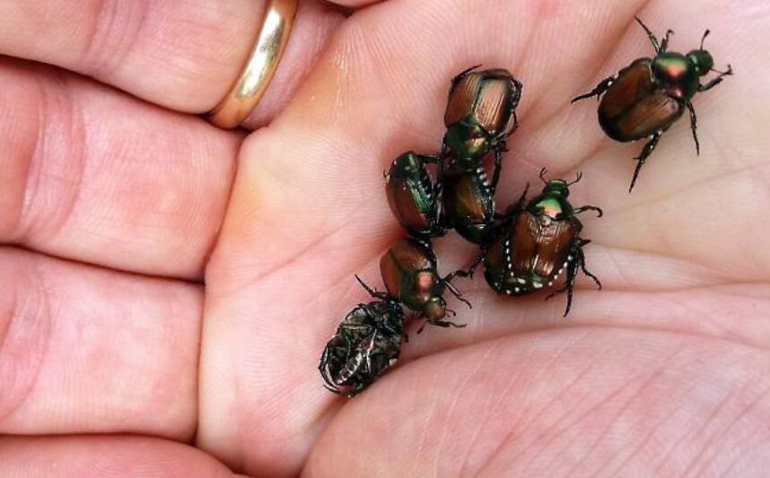 Identifier au plus tôt l’arrivée du scarabée japonais