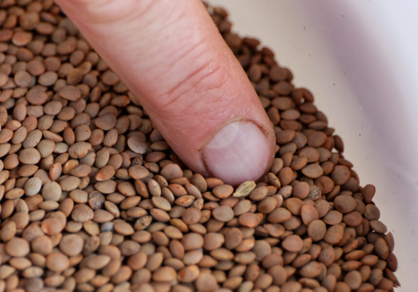 Nutrition : protéines végétales à consommer modérément