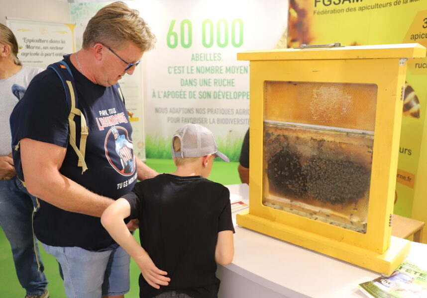 Des vols menacent les apiculteurs dans la Marne et en France