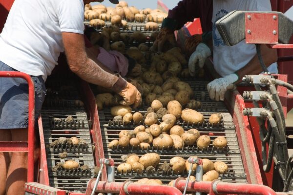 Pommes de terre : risque de baisse des surfaces en 2023