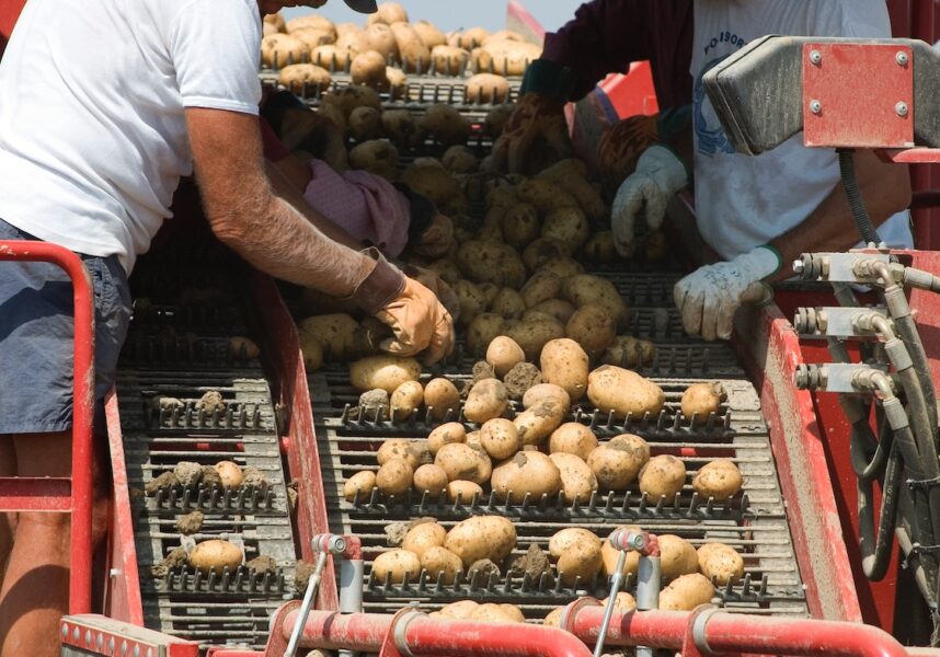 Pommes de terre : risque de baisse des surfaces en 2023