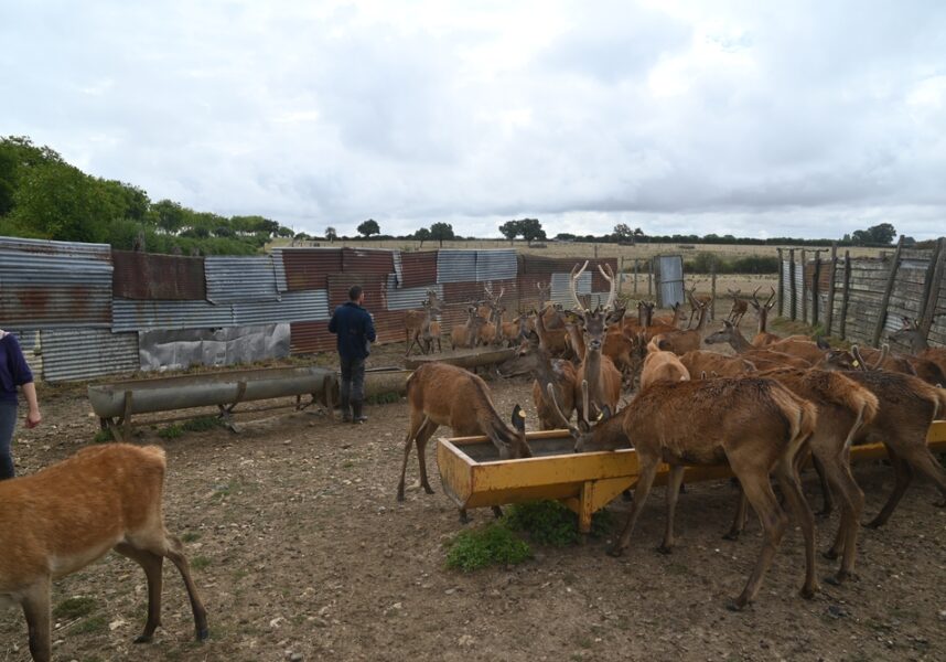 Des élevages atypiques pour les fêtes : des cervidés ouvert aux touristes dans le Loir-et-Cher