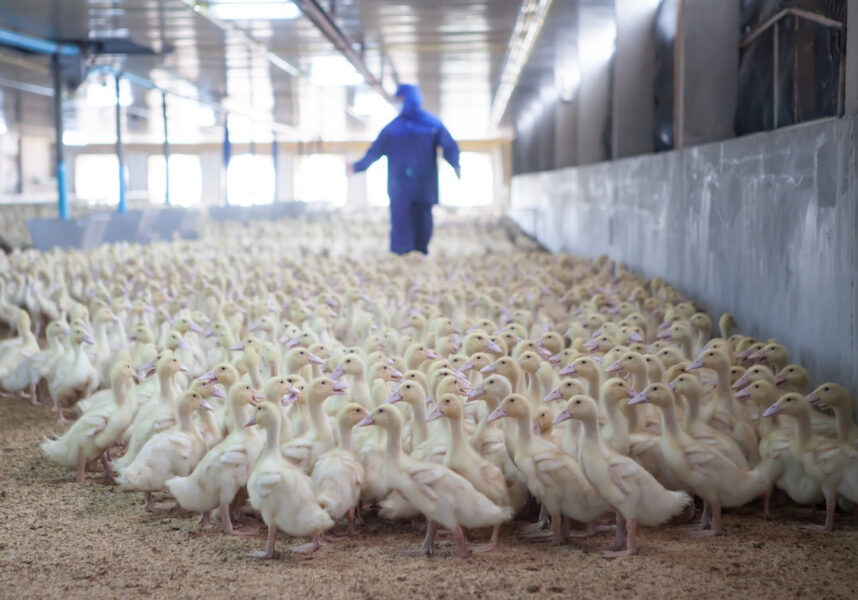 Grippe aviaire : un épisode européen « dévastateur »