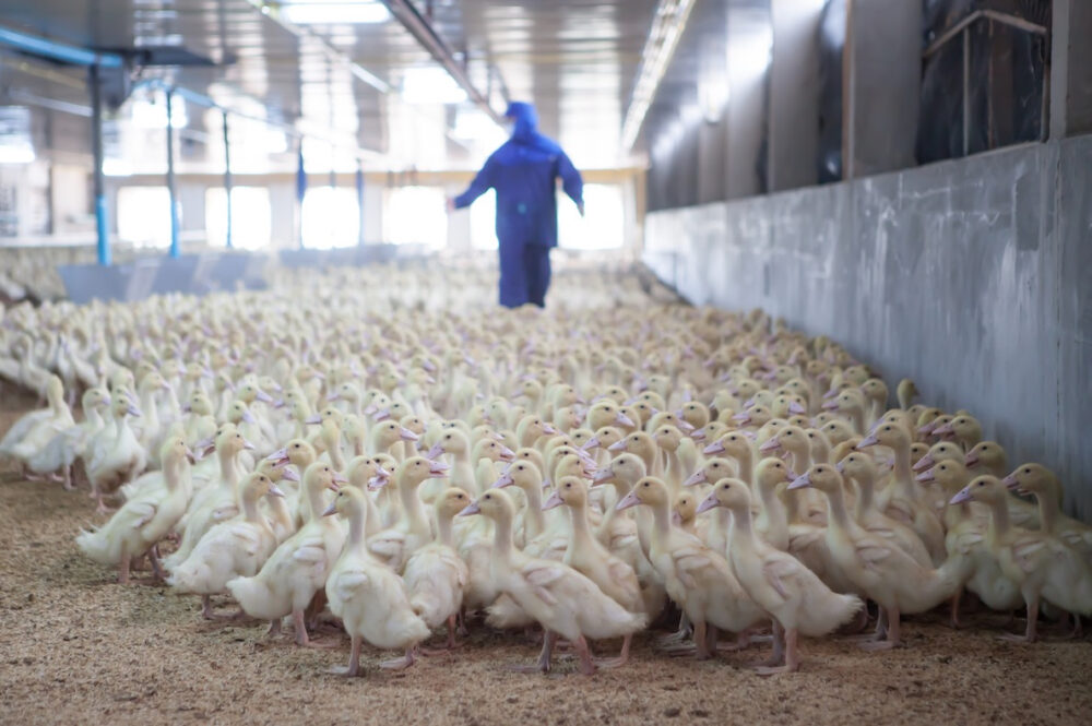 Reims La Marne Agricole Trois organisations sanitaires européennes ont publié le 20 décembre, un rapport sur les cas d’influenza aviaire hautement pathogène (IAHP). Selon elles, le continent européen traverse la crise « la plus dévastatrice » de son histoire. Grippe aviaire : un épisode européen « dévastateur »