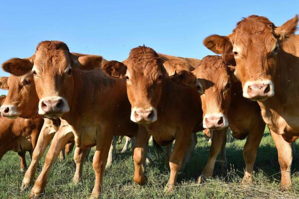 Fédération bovine : en congrès à Metz (Grand Est), l’avenir de l’élevage français en question
