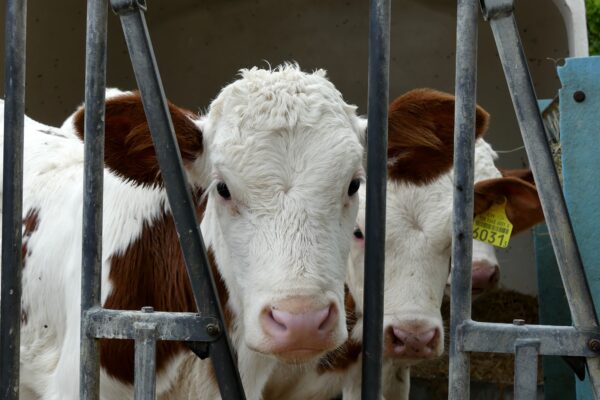 Montbéliarde : histoire d’une vache de caractère qui séduit les éleveurs
