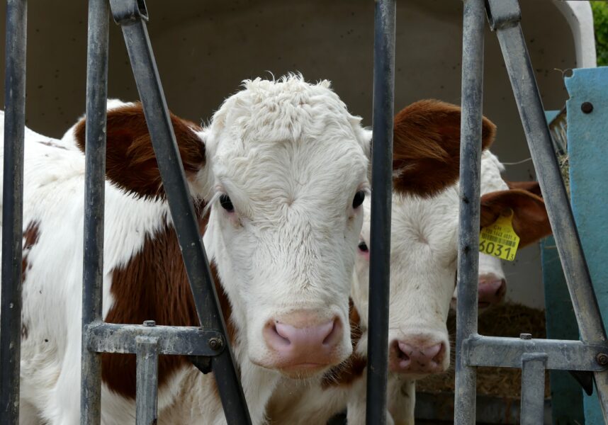 Montbéliarde : histoire d’une vache de caractère qui séduit les éleveurs