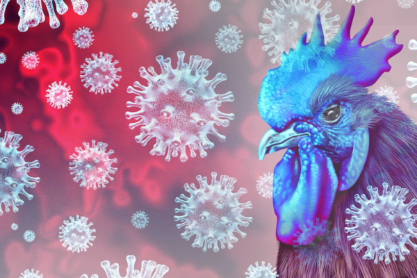 Influenza aviaire dans la Marne : mise en place de zones réglementées après la découverte d’oiseaux infectés