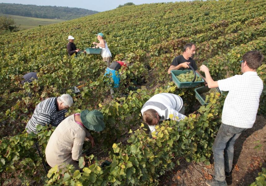 Rendement champagne : vers un atterrissage en douceur