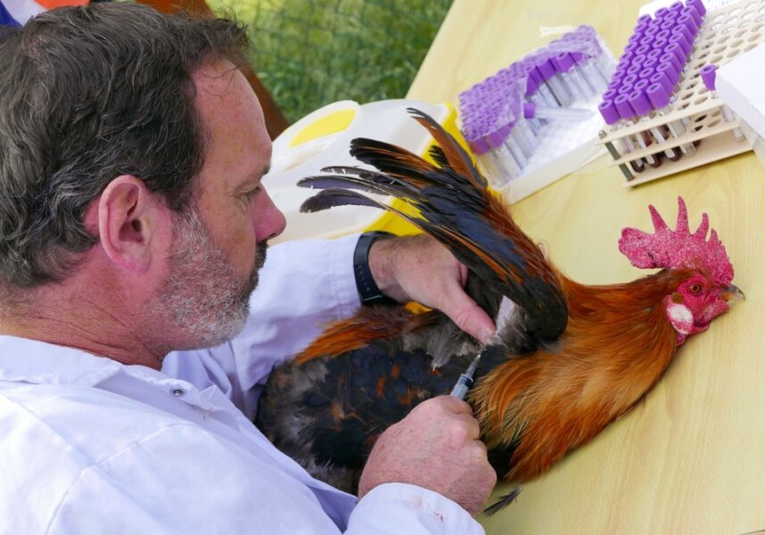 Pour sa survie, le Coq gaulois soumis au génotypage ADN