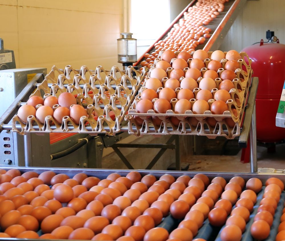 Reims La Marne Agricole Plébiscitée par les Français, la consommation d’œufs s’envole depuis le début de l’année. La filière doit se mobiliser pour répondre à la demande.