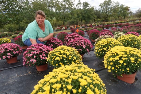 Horticulture : productrice de chrysanthèmes depuis bientôt trente ans