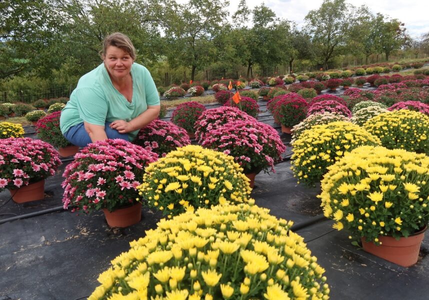 Horticulture : productrice de chrysanthèmes depuis bientôt trente ans
