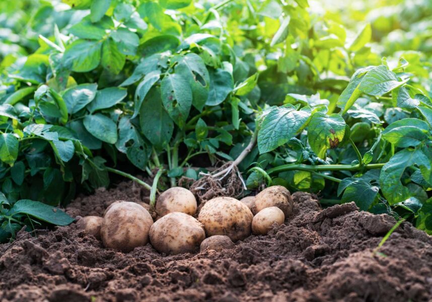 La pomme de terre fraîche rebondit malgré les intempéries