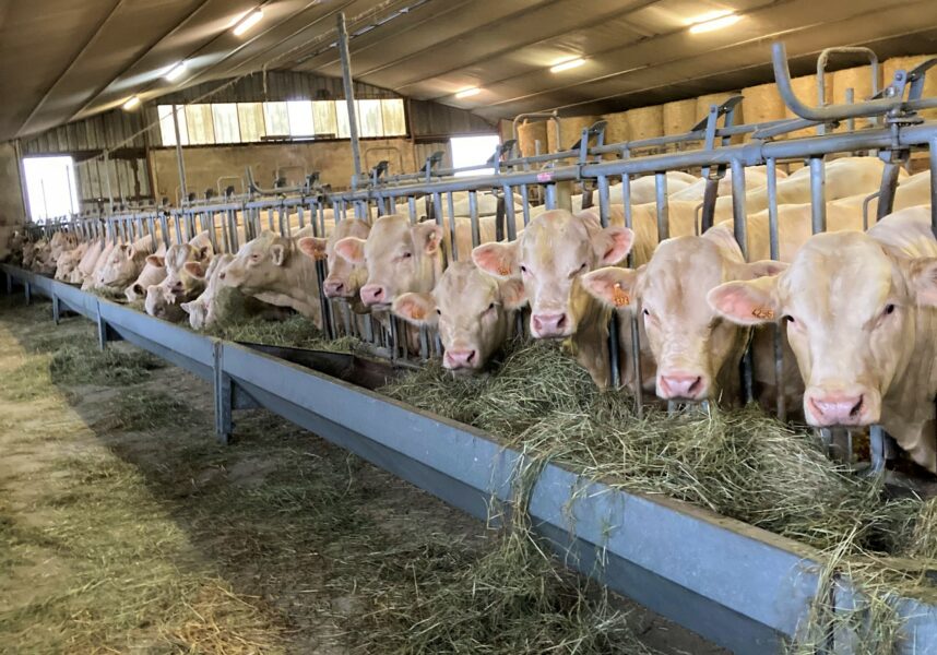 Vente de reproducteurs charolais à Sommepy-Tahure Vente de reproducteurs charolais à Sommepy-Tahure