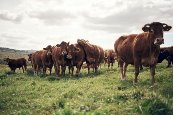Fédération nationale bovine : la transition écologique des élevages sous conditions