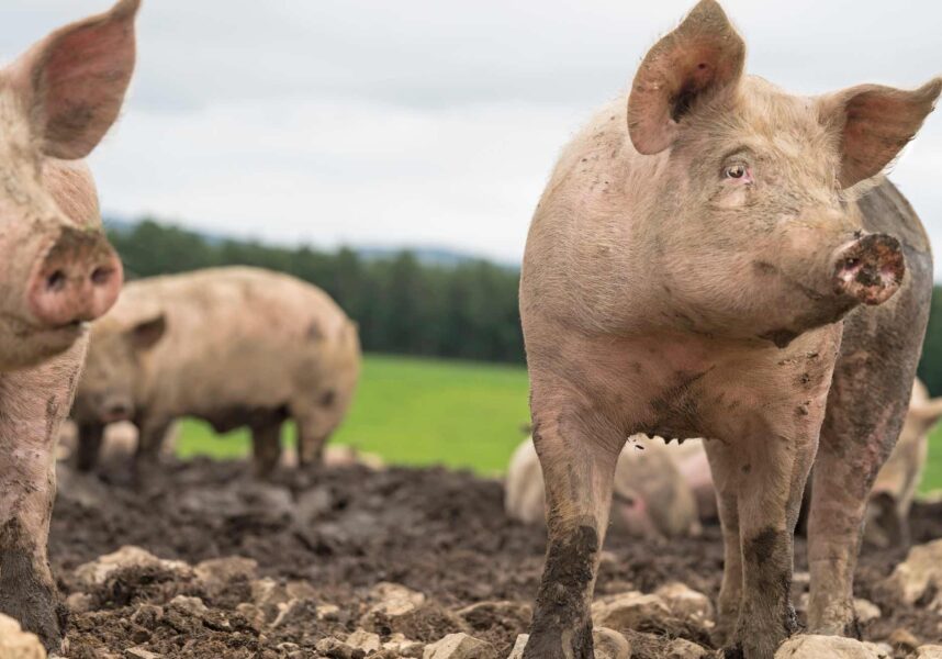 Porc : une stratégie collective pour maintenir l’élevage