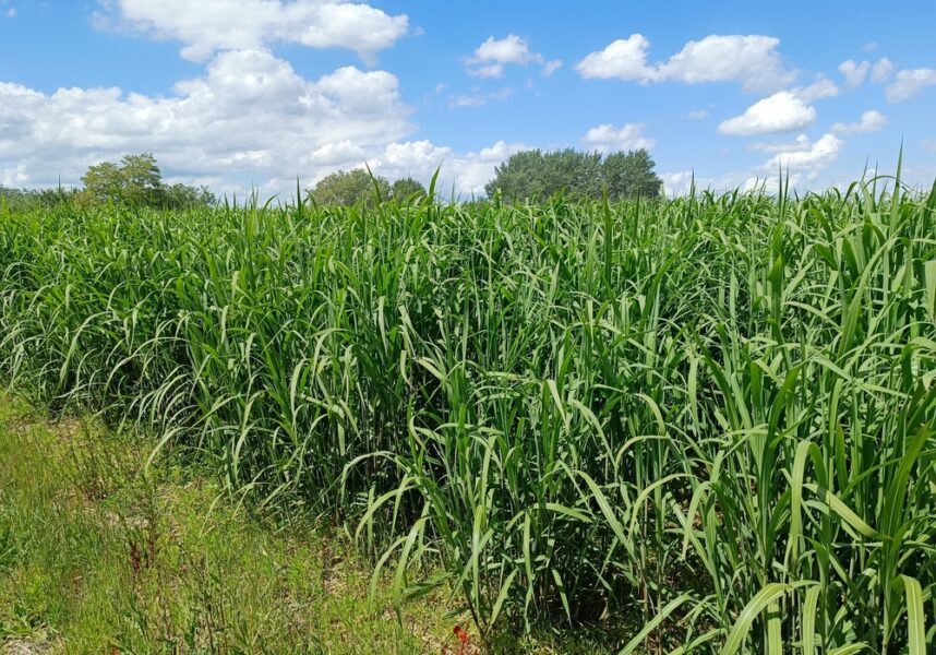 Energie : chauffer la commune au miscanthus