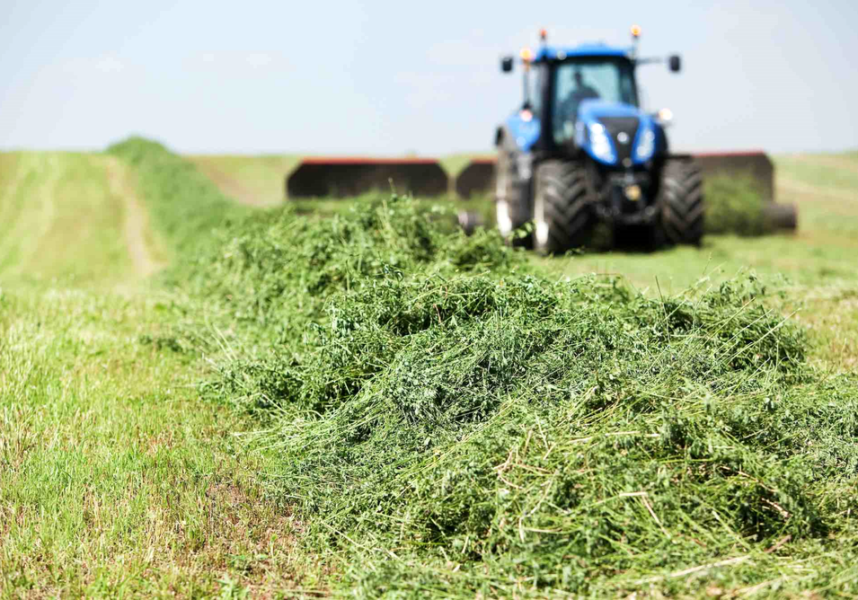 Luzerne déshydratée : la dynamique se réenclenche Luzerne déshydratée : la dynamique se réenclenche