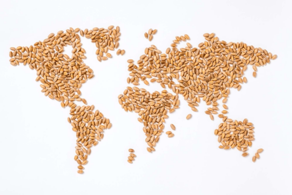 Céréales : dans l’hémisphère nord, des stocks importants à prix bradés
