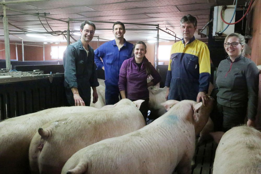 Reims La Marne Agricole À La Cheppe, les trois éleveurs associés dans la production de porc ont fixé dans leurs priorités le bien-être des animaux et des hommes en veillant à l'environnement. Élever du porc dans la Marne : dans le respect des règles du bien-être animal