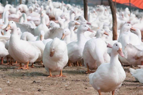 La filière foie gras relancée par la vaccination