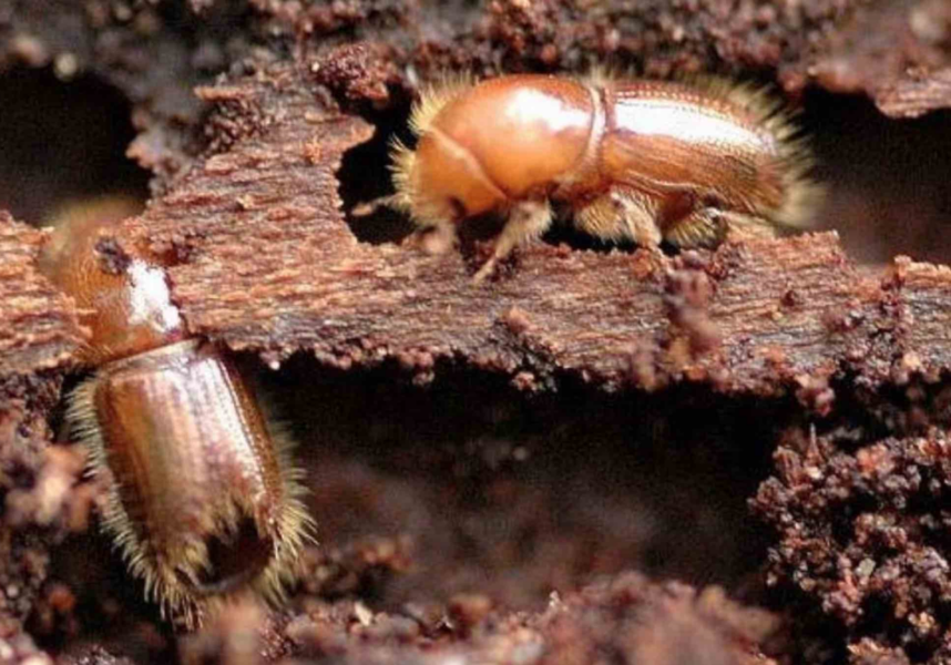 Forêts du Grand Est : un plan contre les scolytes