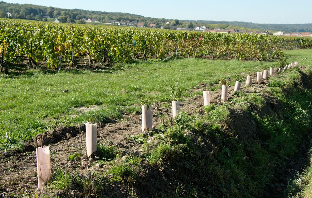 Reims La Marne Agricole Haies : lancement des appels à projets Le ministère de l’Agriculture et de la Souveraineté alimentaire a dévoilé le dispositif d’aides pour la création de filières de valorisation des haies.