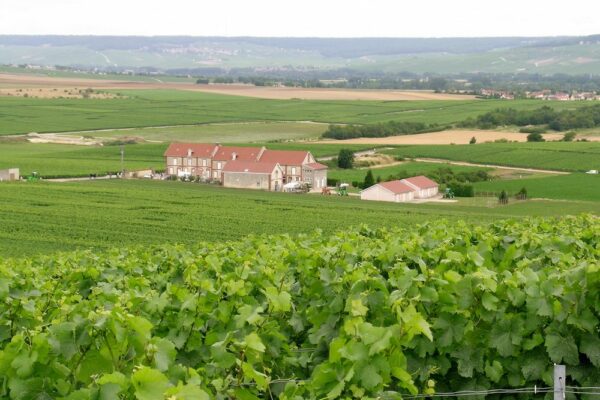 Champagne : le prix des vignes à la hausse en 2023