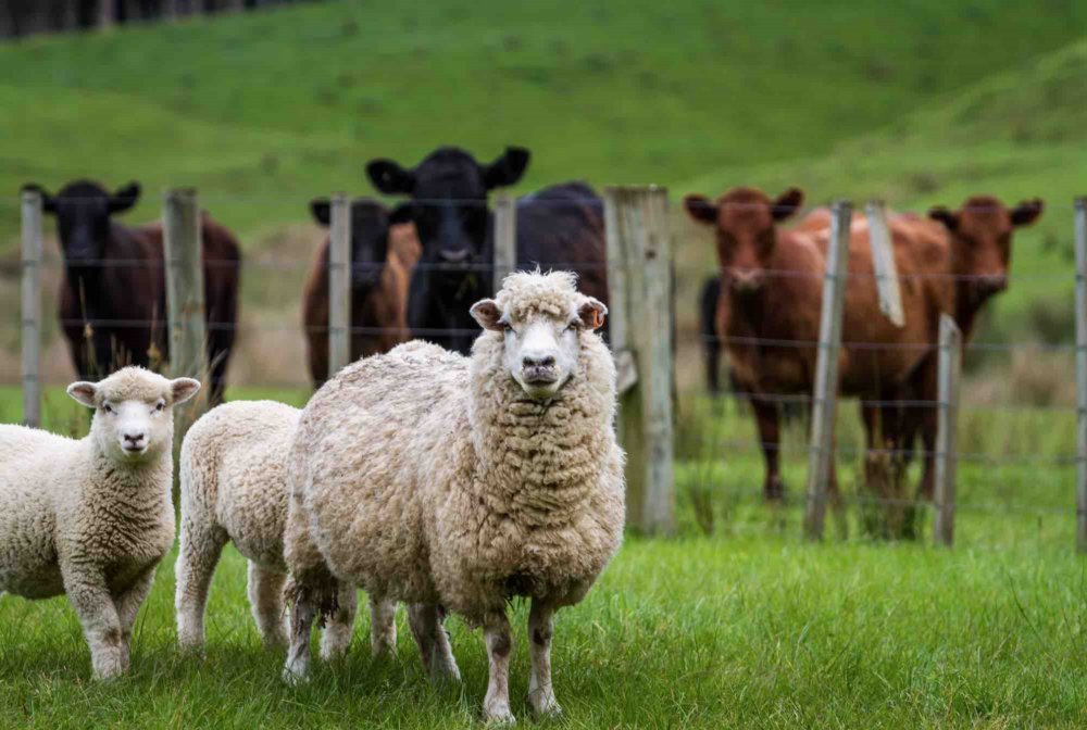 Reims La Marne Agricole Souveraineté alimentaire : les quatre piliers de la reconquête Le pôle animal de La Coopération animale a organisé le 19 juin une conférence de presse pour faire un point de situation sur ce secteur d’activité qui veut défendre la souveraineté alimentaire française. Ses dirigeants ont présenté les quatre priorités pour reconquérir une autosuffisance qui fait aujourd’hui défaut.