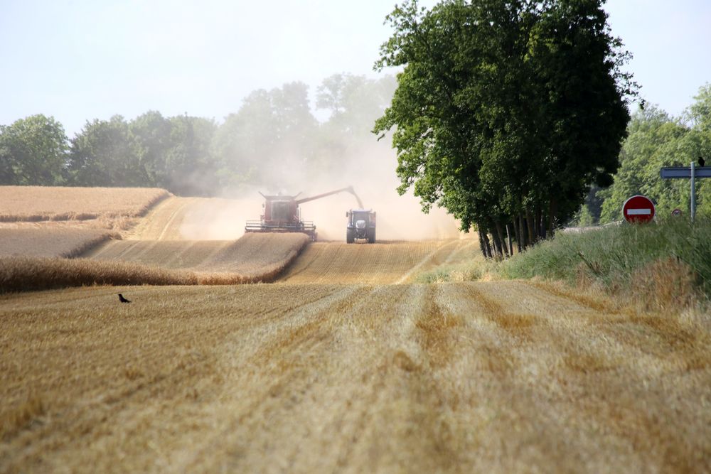 Reims La Marne Agricole Moissons 2024 dans la Marne : un début très morose Si nous devions caractériser ce début de moissons dans la Marne, elle pourrait se résumer ainsi : un bel état végétatif mais des résultats bien décevants.