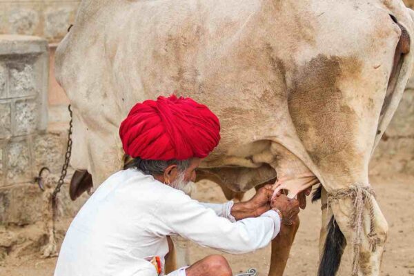 Inde : 400 millions de tonnes de lait en 2040 ?