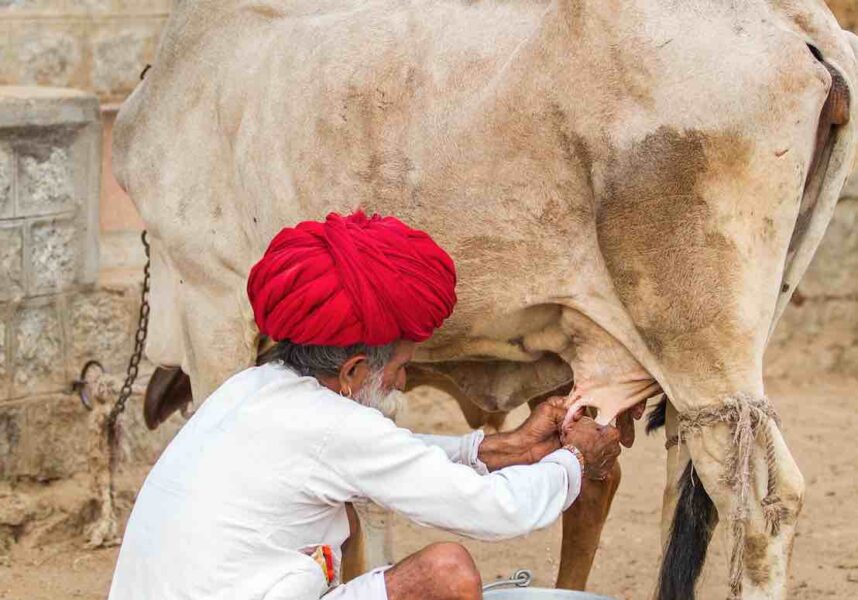 Inde : 400 millions de tonnes de lait en 2040 ?