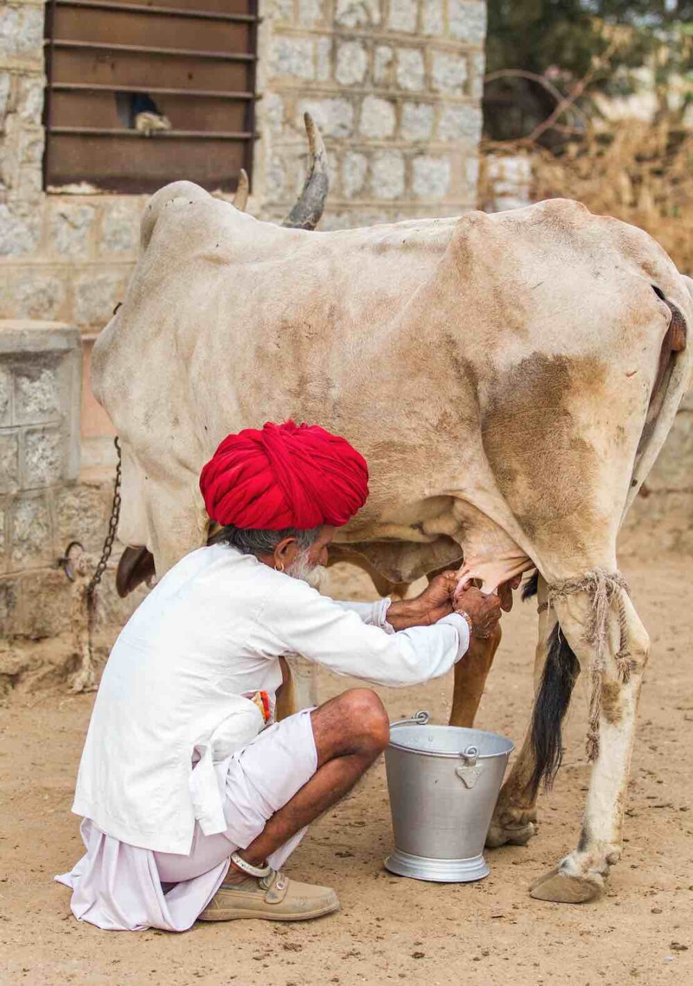 Reims La Marne Agricole Inde : 400 millions de tonnes de lait en 2040 ? La filière laitière nourrit 1,4 milliards d’Indiens de plus en plus urbanisés. La production indienne de lait croît de 2 % à 5 % par an à effectifs constants. Les marges de progrès restent importantes.