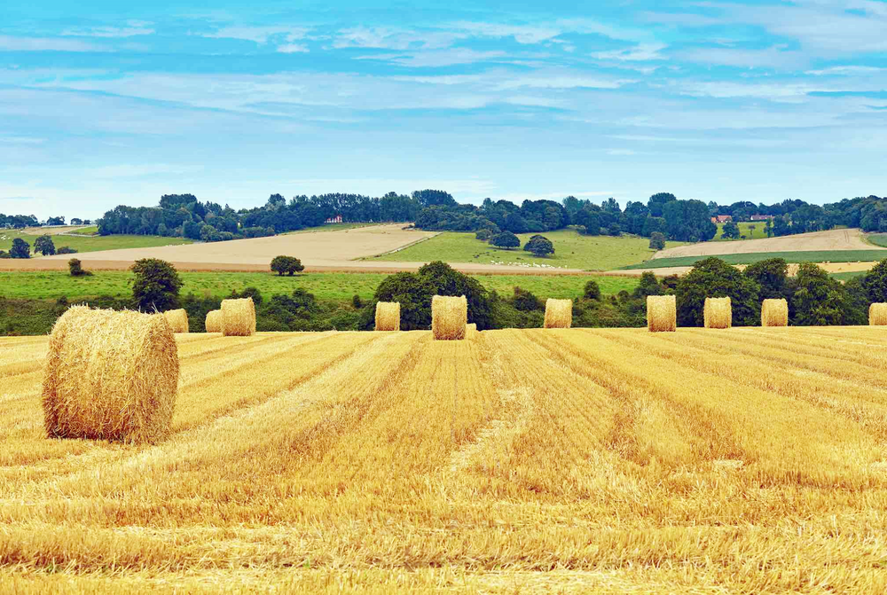 Reims La Marne Agricole Décarbonation : l’agriculture sur la bonne voie Le Haut conseil pour le climat (HCC) a rendu public, le 20 juin, son rapport annuel pour l’année 2023. L’agriculture qui a baissé ses émissions de gaz à effet de serre doit cependant veiller à mieux articuler ses politiques avec les politiques alimentaires, sanitaires et climatiques.