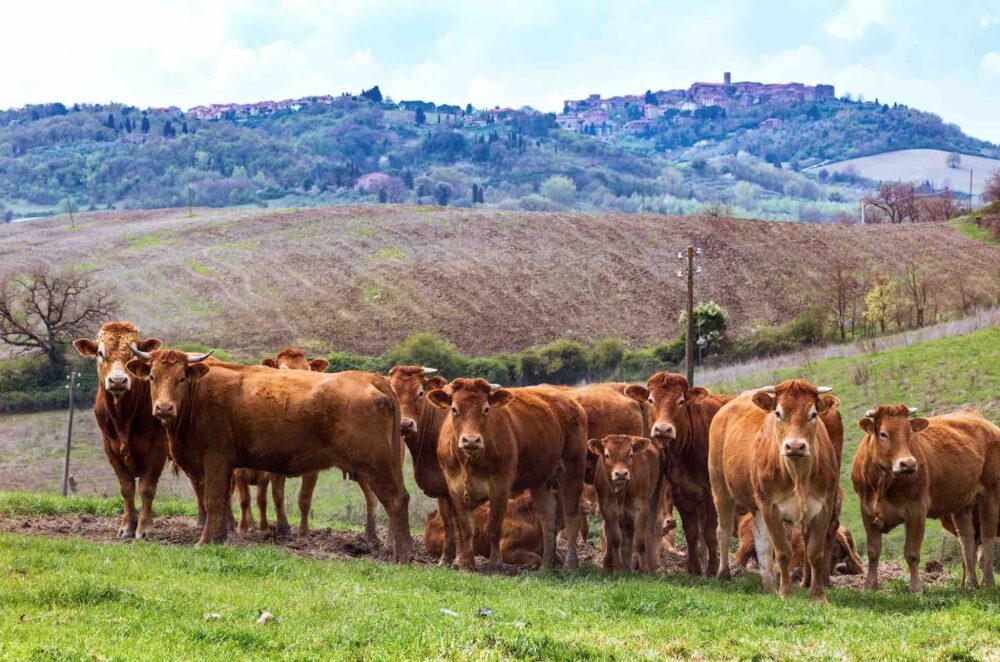 Reims La Marne Agricole Un avenir compliqué pour l’élevage français ? L’institut du développement durable et des relations internationales (Iddri) a organisé, début juillet un colloque sut le thème « De l’éleveur au consommateur : Quels enjeux pour les filières de la viande en France ? ». Les débats qui ont suivi se sont appuyés sur une étude* réalisée en collaboration avec les interprofessions. Celle-ci établit un scénario tendanciel à l’horizon 2035 assez défavorable pour l’élevage et aussi le consommateur.