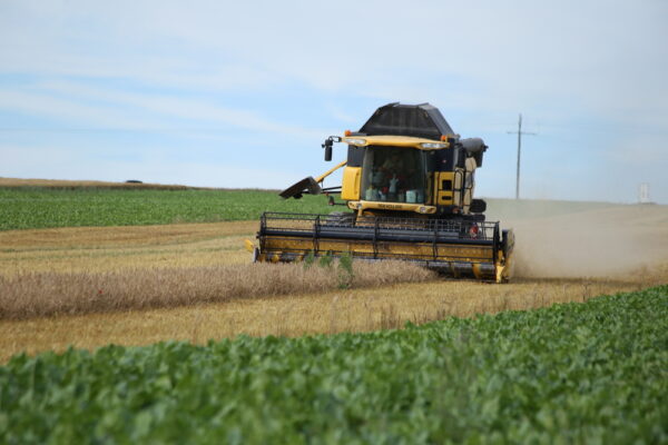 Récolte : des rendements en blés très décevants dans la Marne