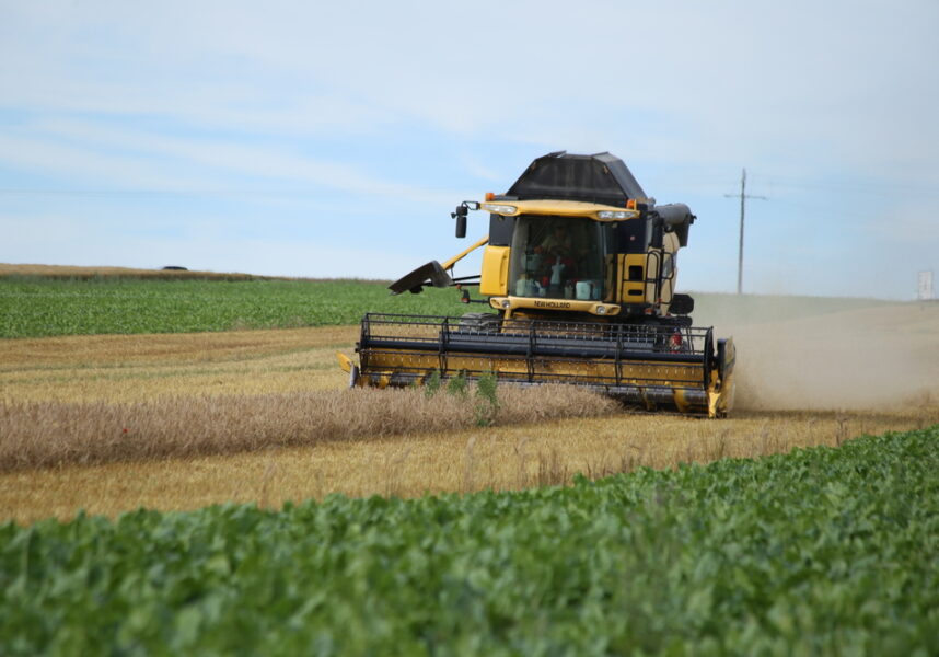 Récolte : des rendements en blés très décevants dans la Marne