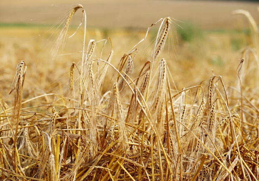 Blé tendre d’hiver : Arvalis dresse le bilan d’une sinistre campagne