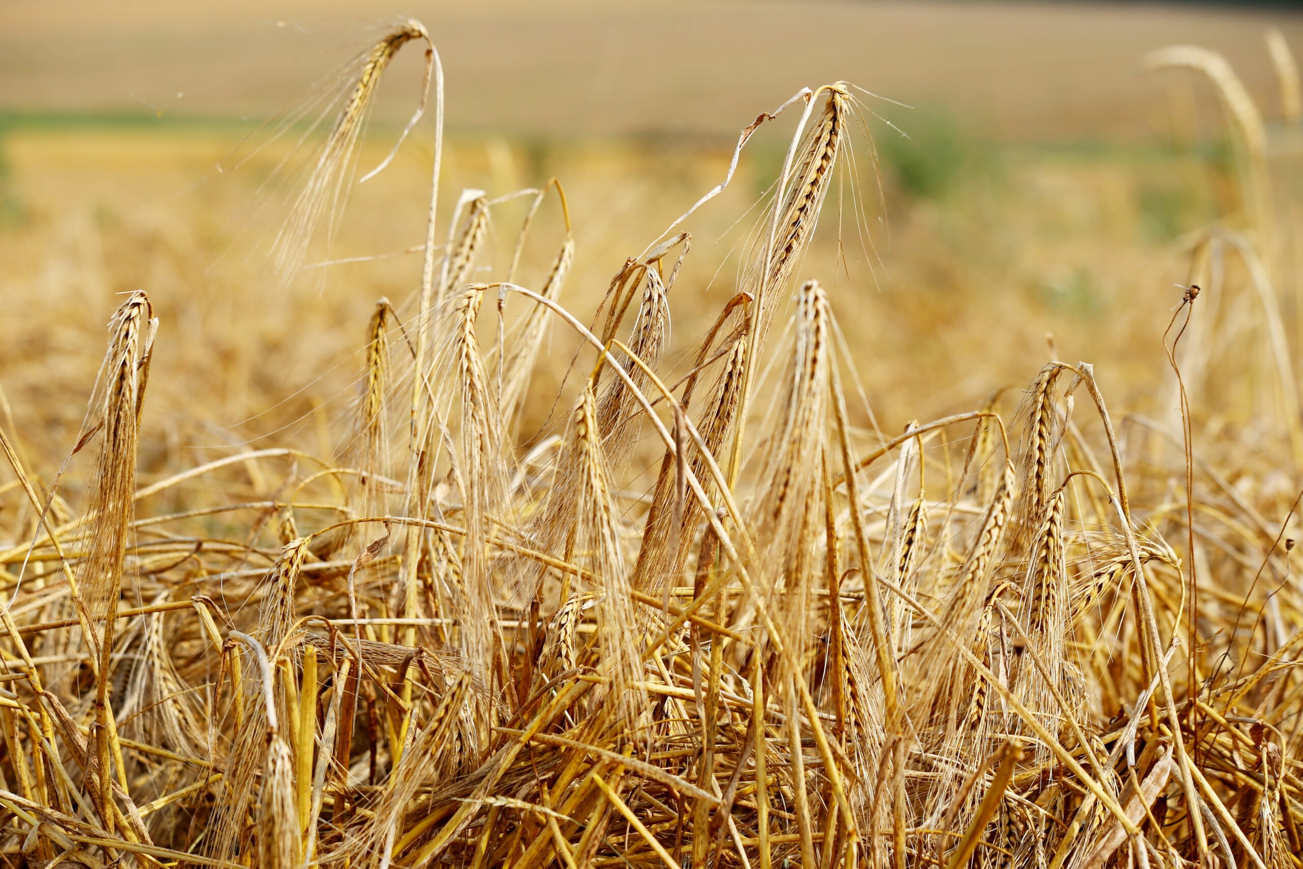 Reims La Marne Agricole CÉRÉALES Des excès de pluies sur 10 mois, associés à de faibles rayonnements au printemps et une pression maladies extrême … c’est le résumé de la campagne 2024 qui s’achève avec des rendements très affectés. Blé tendre d’hiver : Arvalis dresse le bilan d'une sinistre campagne