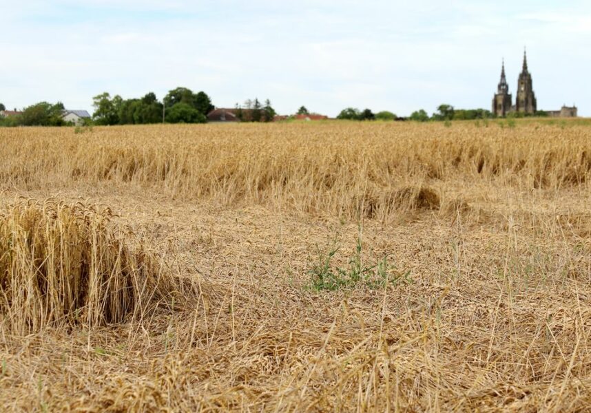 Céréales : Fesneau accélère le calendrier de l’assurance récolte