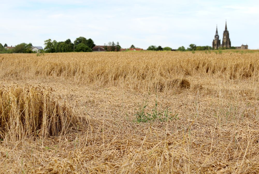 La Marne Agricole Reims Céréales Fesneau accélère le calendrier de l’assurance récolte Face à une des pires moissons depuis 40 ans, le ministère de l’Agriculture a annoncé le 12 août plusieurs mesures de soutien aux céréaliers : accélération de l’assurance récolte, avances d’aides PAC, allègements de charges et mobilisation du secteur bancaire.