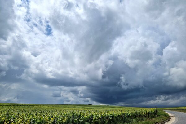 Champagne : vendanges difficiles, quid de la vinification ?