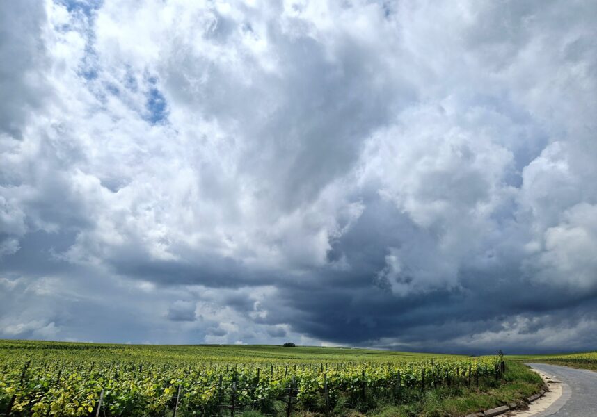 Champagne : vendanges difficiles, quid de la vinification ?