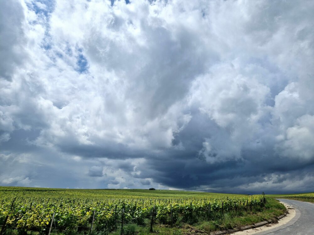 Reims La Marne Agricole Champagne : vendanges difficiles, quid de la vinification ?